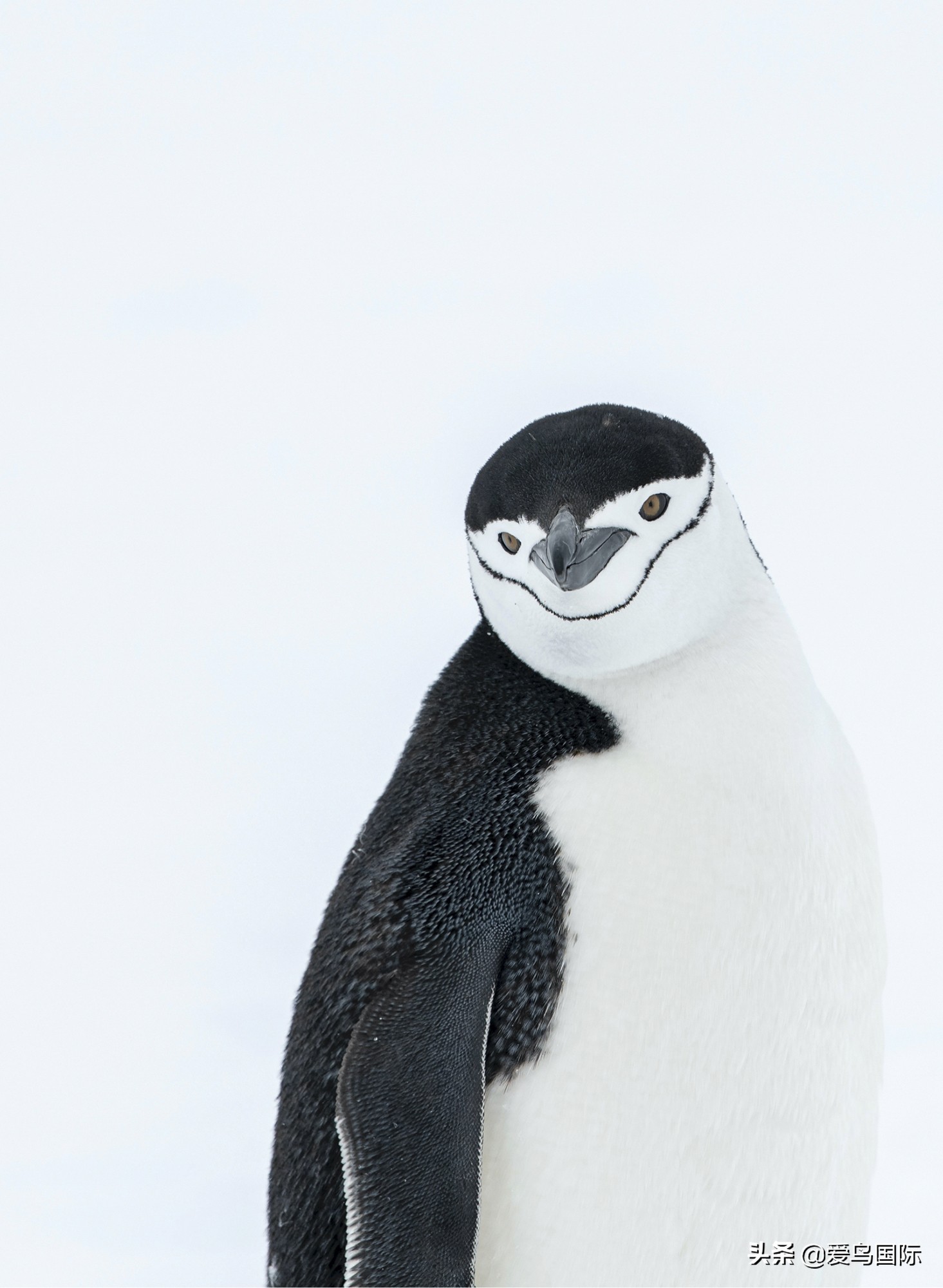 躁动的繁殖季节2021观鸟大年五月精华作品集