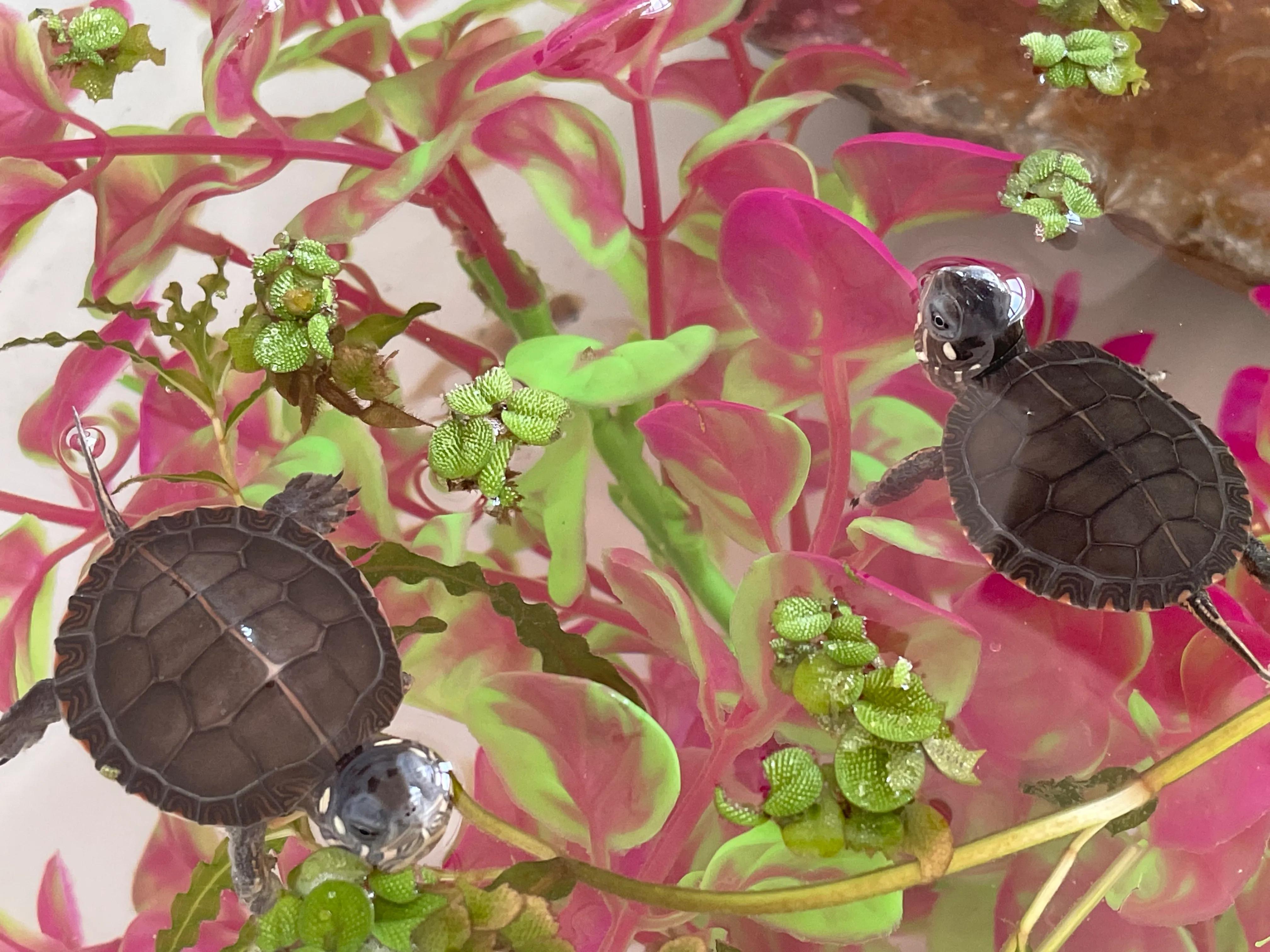 东锦龟底板腐甲怎么处理,西锦腐皮怎么处理