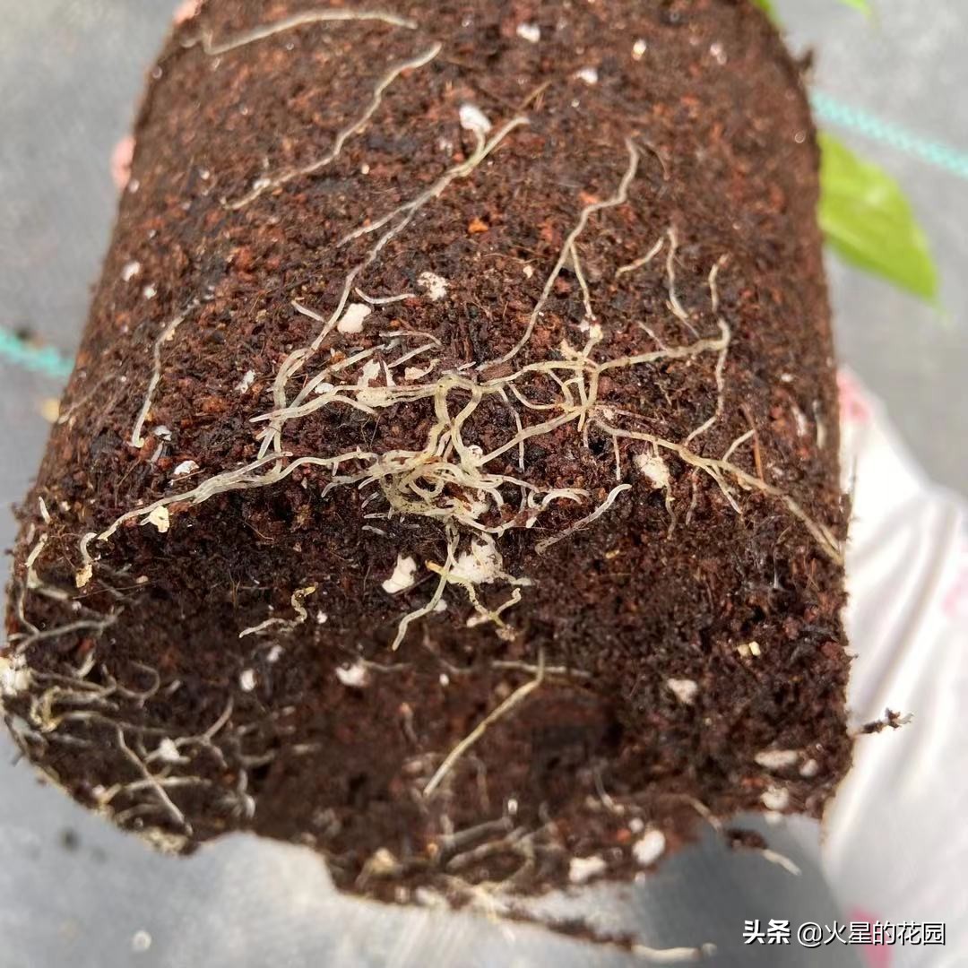 什么原因导致植物闷根,植物为什么闷根会死