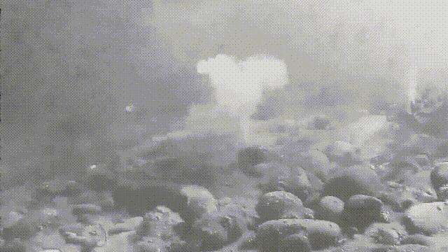 海鲜蛤蜊与蛤蜊区分,蛏子与小人蚬的区别