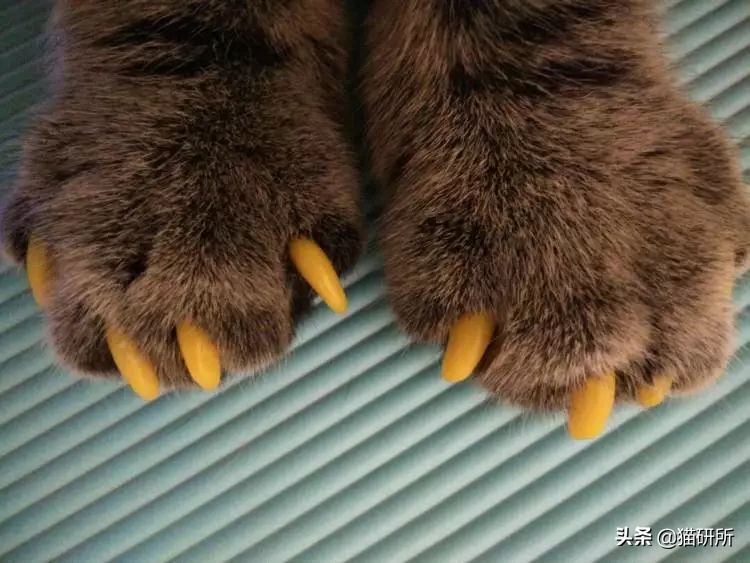 猫磨爪子什么意思,猫磨爪子