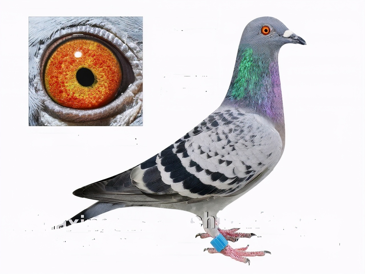 诗经中的雎鸠,诗经中的关雎意思