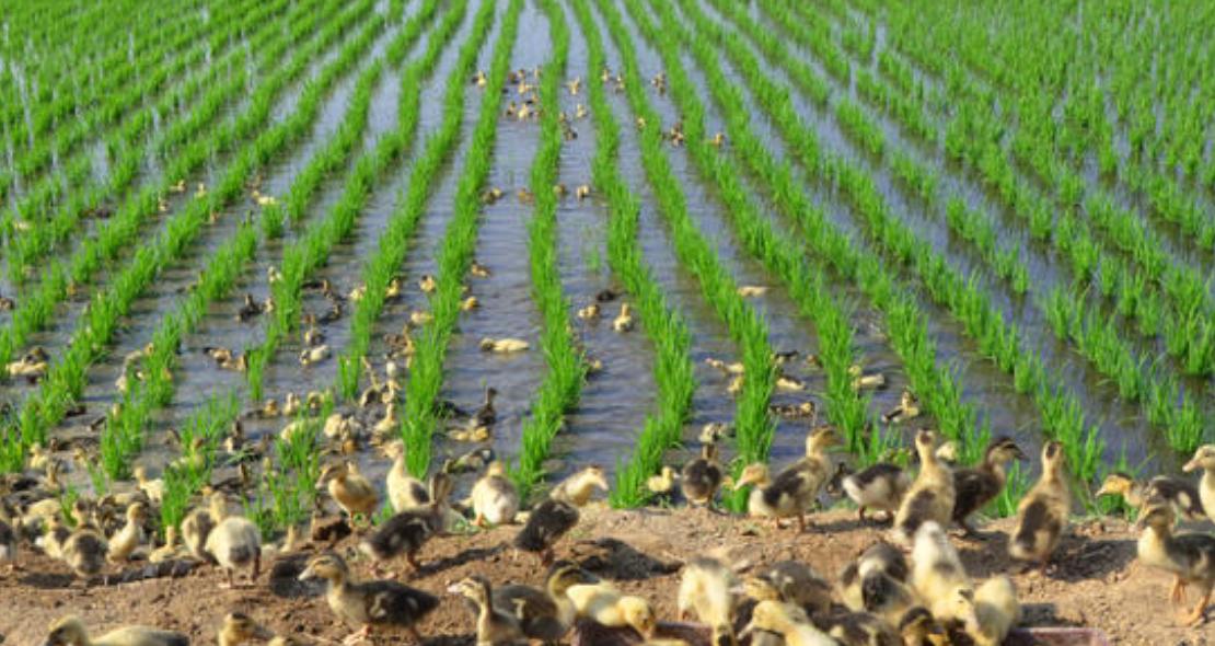 种养结合生态循环模式,新型农业模式种植什么最赚钱