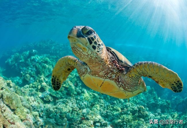 50种珍稀保护动物,为什么人类应该保护濒危物种