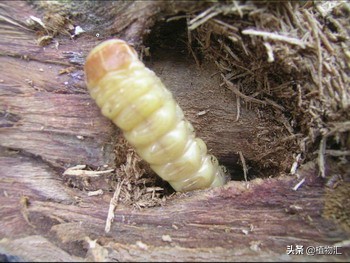 教你识别十大虫害,专治各种害虫图谱大全