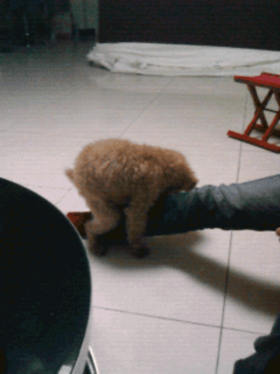 公狗多久才会跨骑,狗为什么会互相跨骑