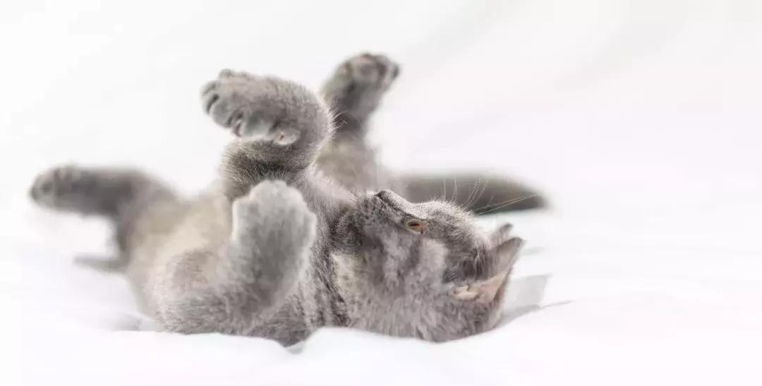 养狗预防老年抑郁症,养狗治抑郁症最好的药方