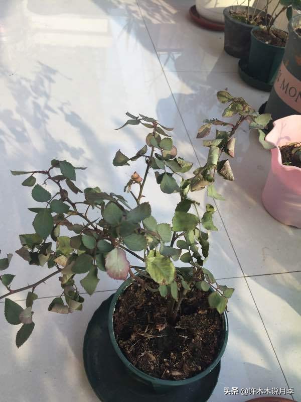月季芽点都枯了月季还能活吗,月季枯萎了还能救活吗