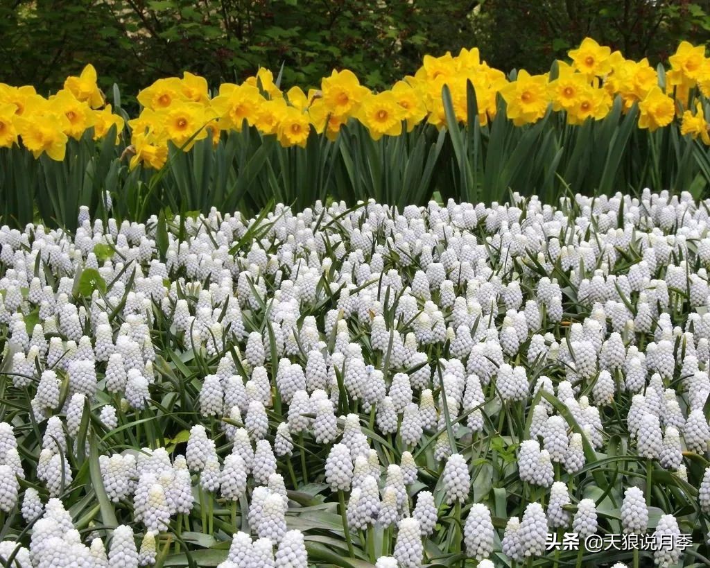 狼家球根怎么样,狼家球根上市了吗