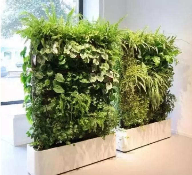 绿化屏风墙,庭院植物屏风隔断图片