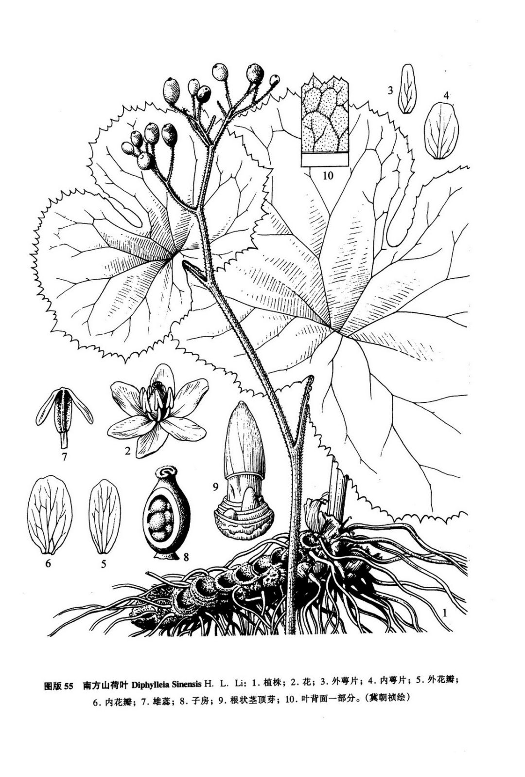 江边一碗水是什么,江边一碗水图片