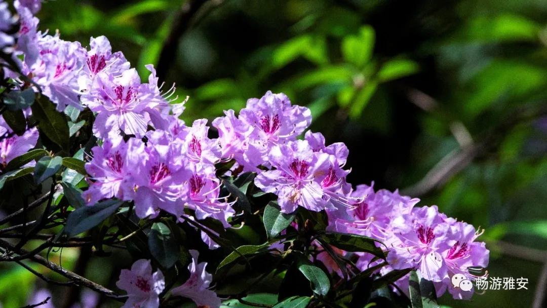 雅安4天旅游攻略最新版,五一去雅安的攻略