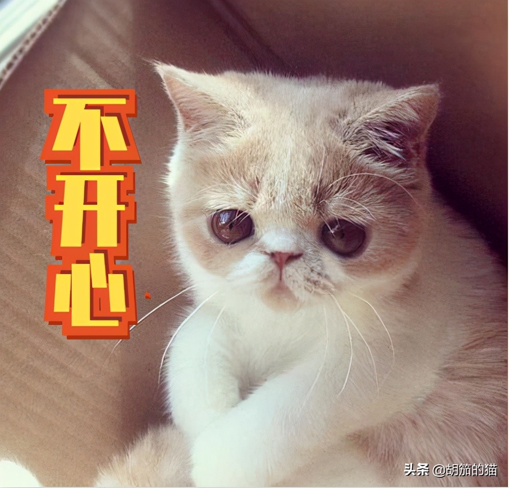 猫突然不在猫砂里尿是咋回事,猫为什么喜欢猫砂盆排泄