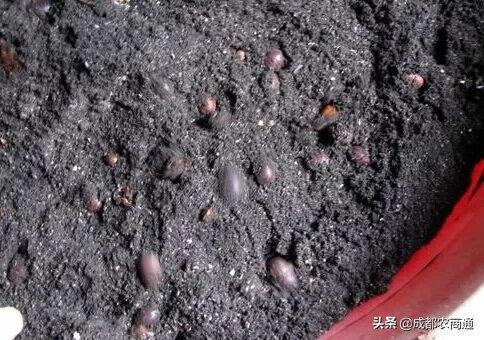 养殖土元能赚钱吗,土元的养殖方法和经济价格