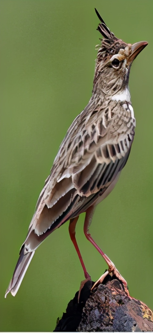 三星堆三号坑出土的青铜神坛文物,三星堆再出土青铜大面具