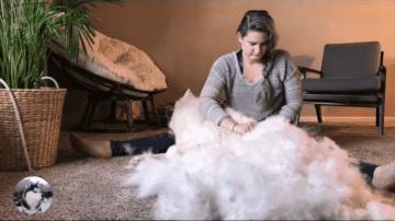 猫狗掉的毛可以织毛衣铲屎官：习惯就好