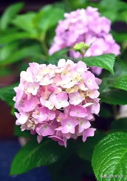 一至十二月的花期,12月到2月份的花期