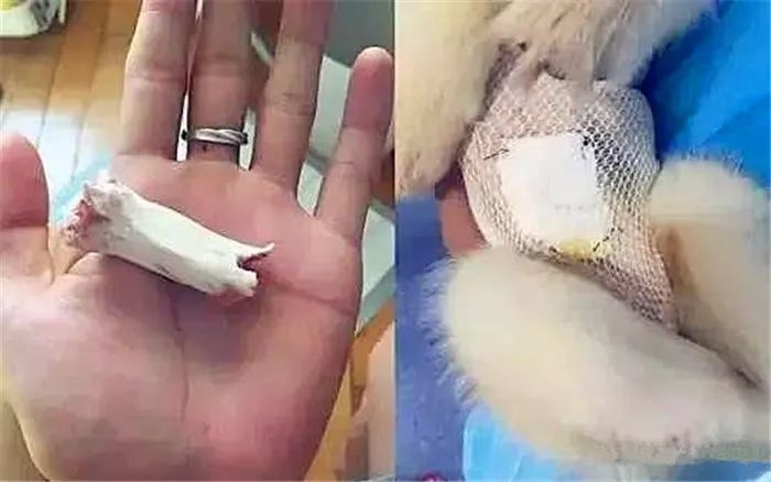 金毛啃骨头护食,金毛吞掉猪骨头