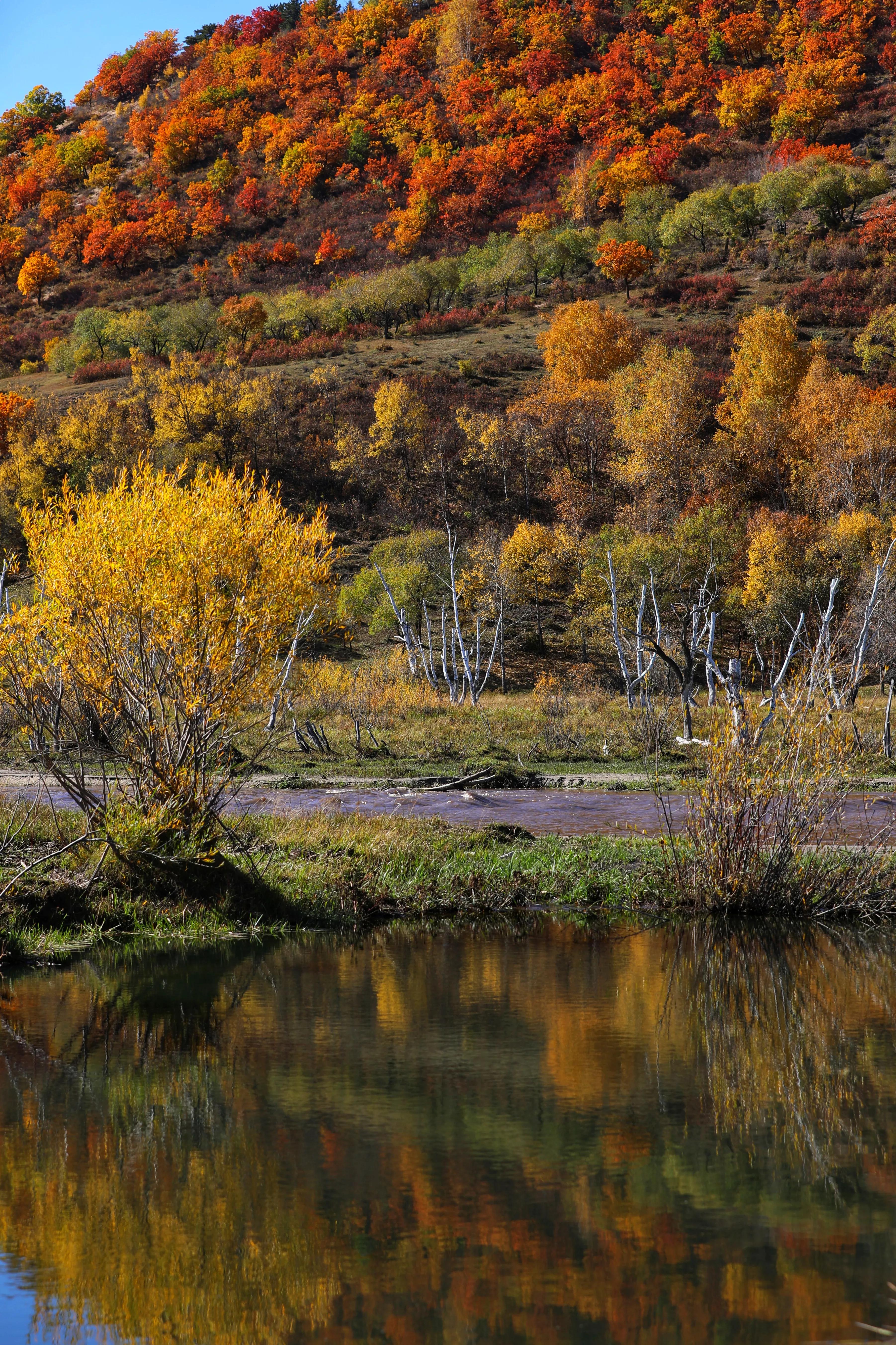 坝上秋色草原,坝上草原游记作文