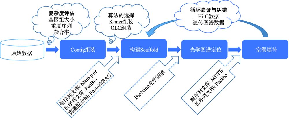 复杂基因组三代测序组装算法,基因组测序技术的发展