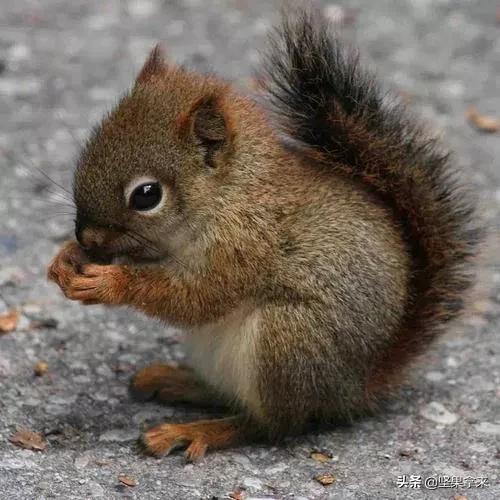 养一只松鼠做宠物是什么样的体验？