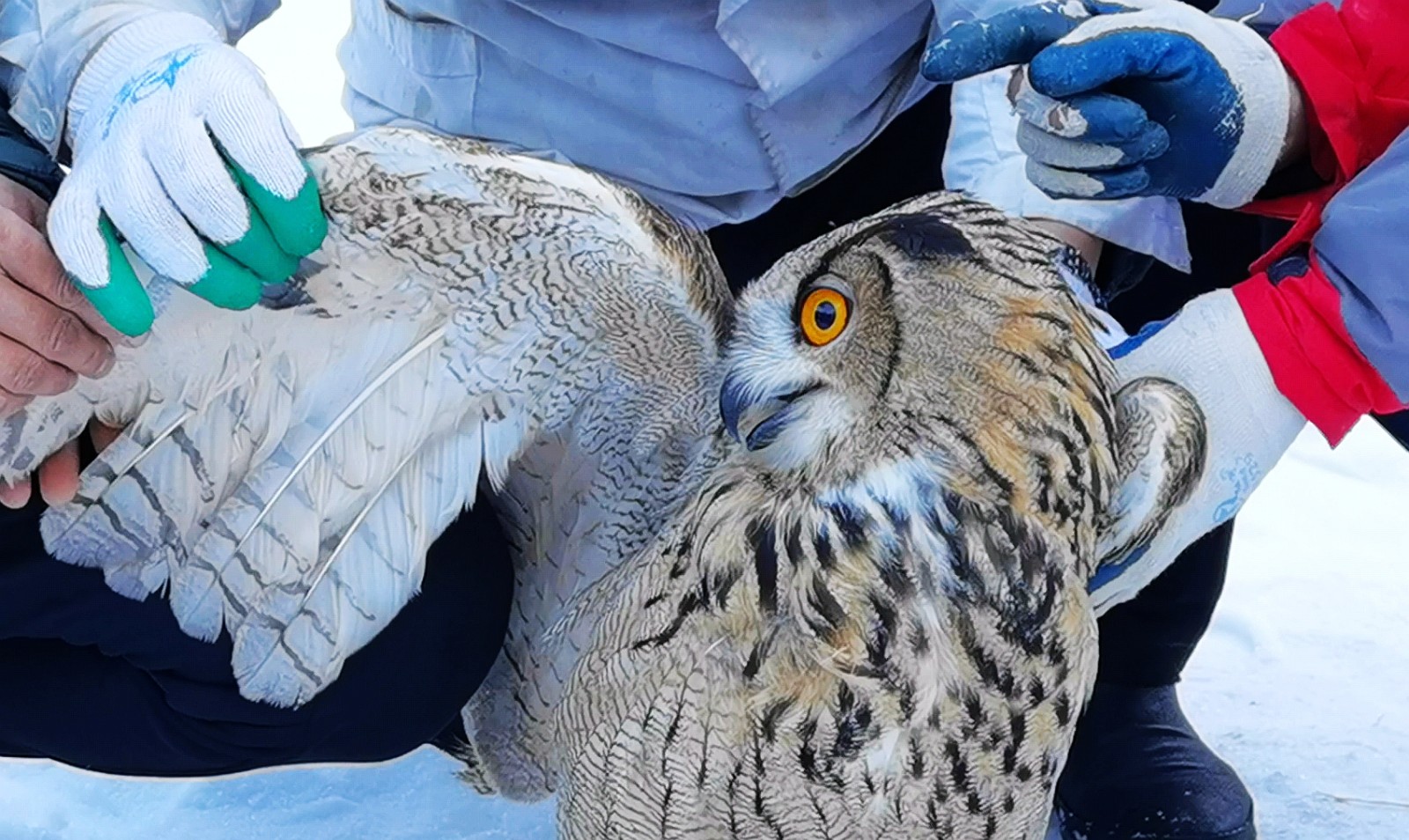 罕见！十堰首次城区出现黄脚三趾鹑为何会出现在城区？如何救助？