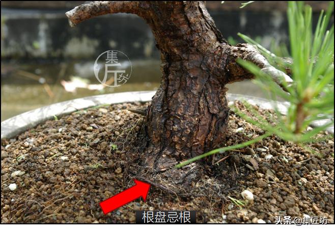 黑松盆景造型实例图解 (小型黑松造型盆景)