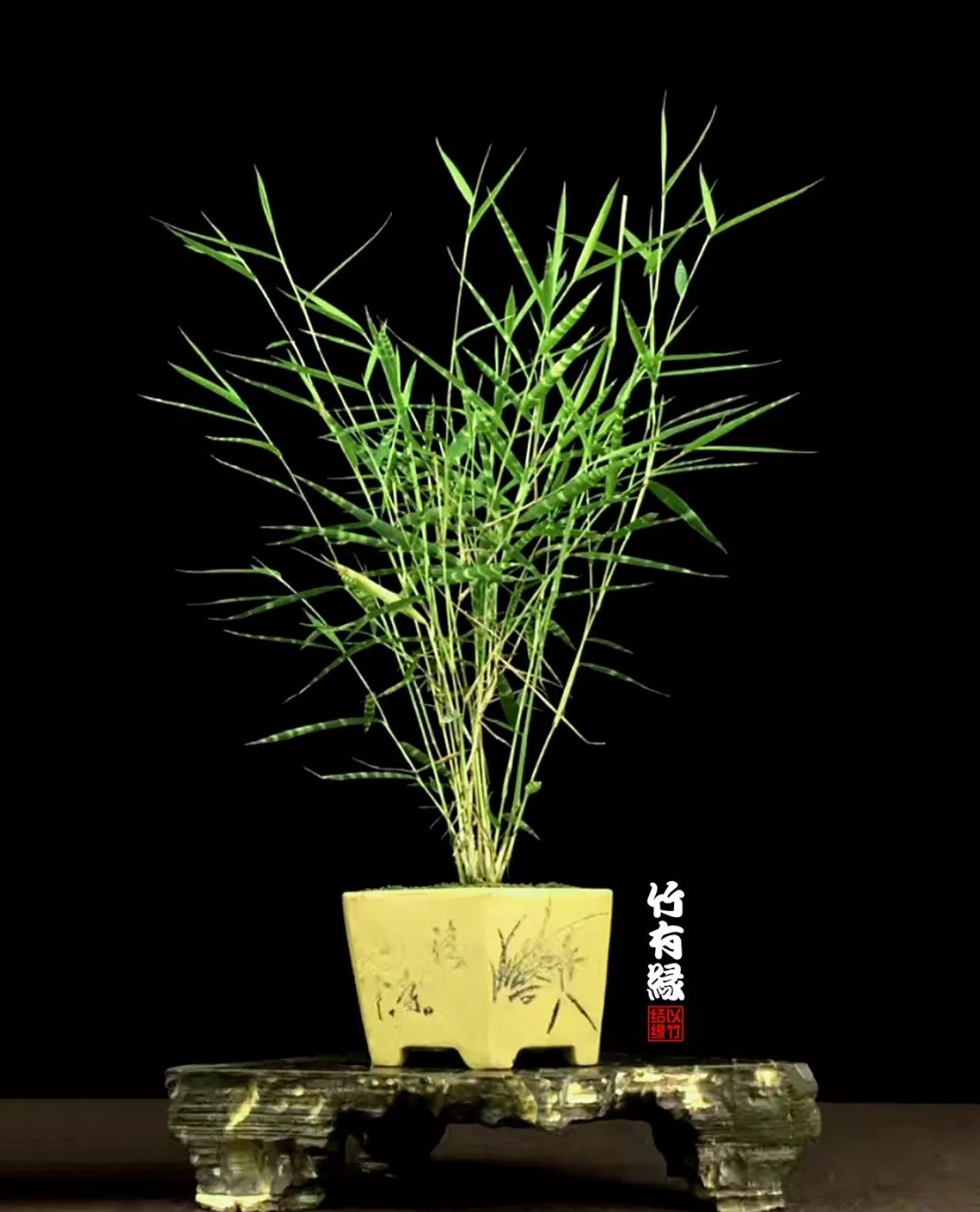 竹子浇水诀窍,竹子浇水的正确方法