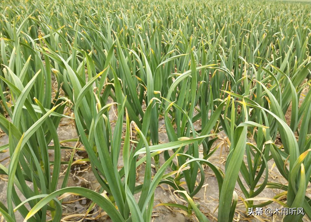 甲霜恶霉灵能治大蒜软腐病吗,大蒜软腐病的发病原因及防治