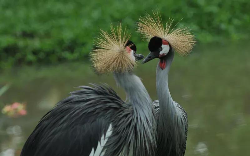 长隆飞鸟乐园拍鸟攻略,广州长隆飞鸟乐园可以摸哪些鸟