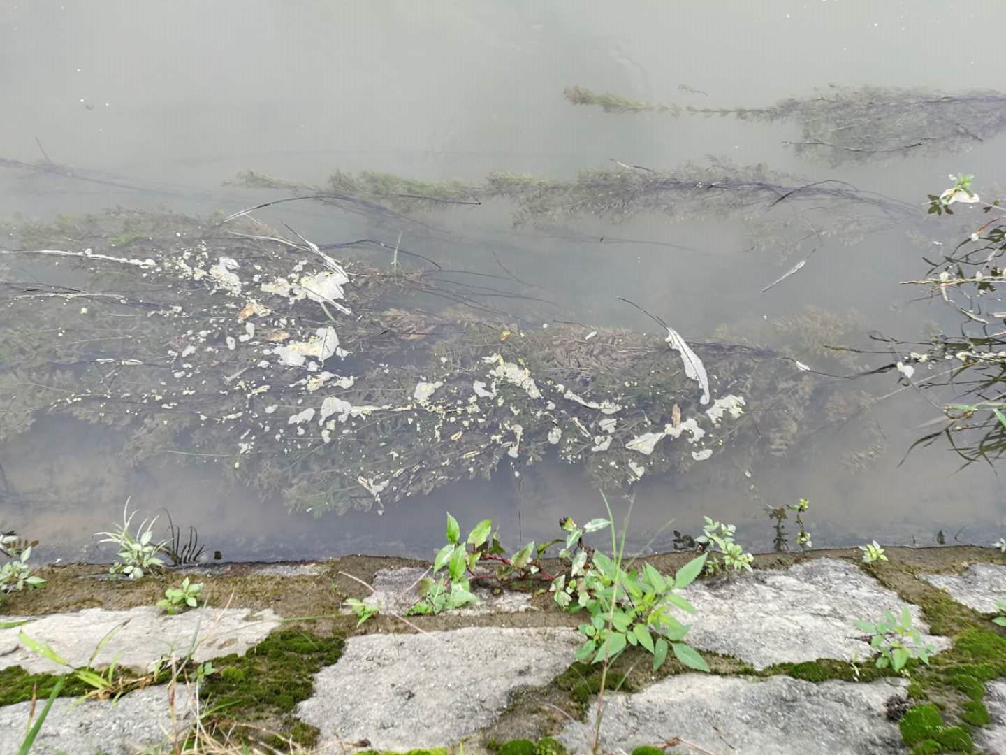 趴地虎怎么钓,趴地虎怎么钓路亚