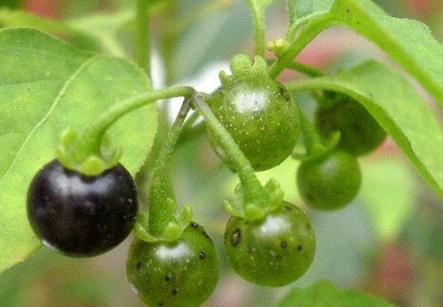 这6种水果蒸着吃止咳化痰又润肺,十大快速止咳的水果