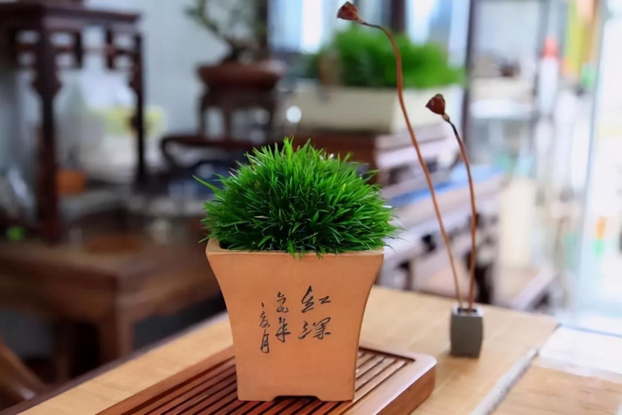 适合四季养殖的水培植物,冬天干旱种什么最好养