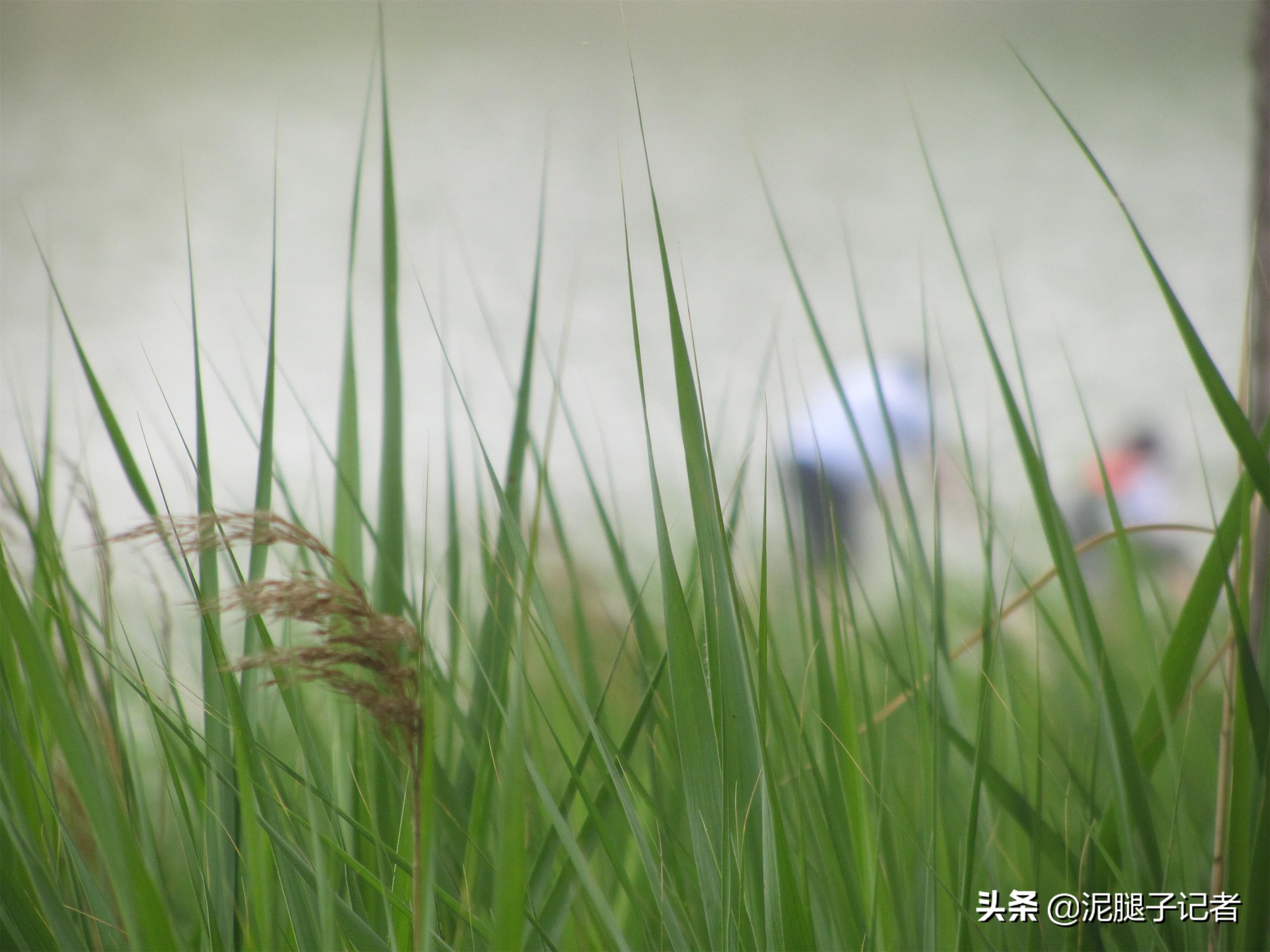 农村小伙捕鱼的真实经历,农村小伙捕鱼的神奇经历