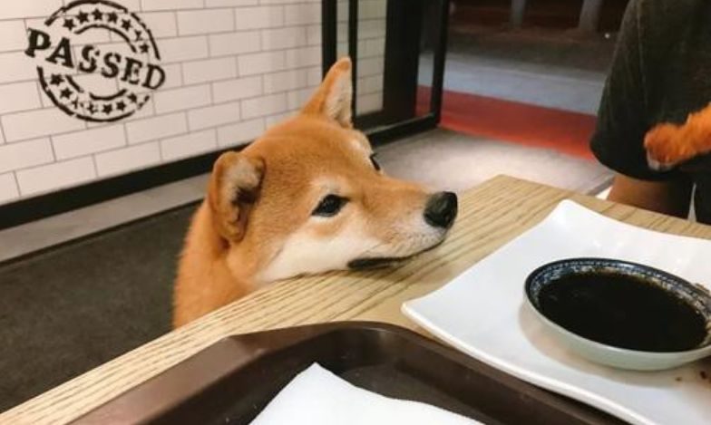 狗狗的食盐摄入量,狗狗每天摄入多少食盐合适