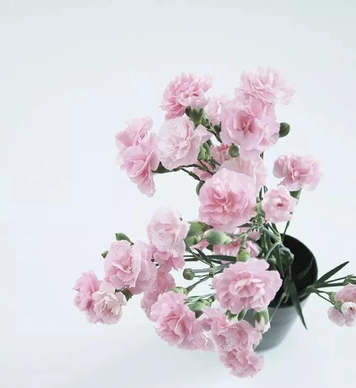 母亲节送的花怎么养得活,母亲节收到的花怎么保养