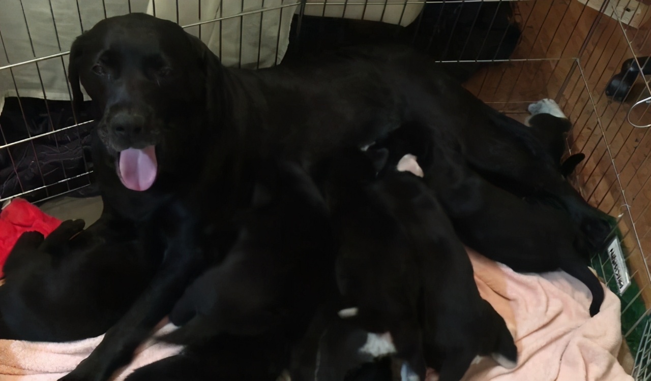 拉布拉多全生小奶狗,拉布拉多狗子生小奶狗