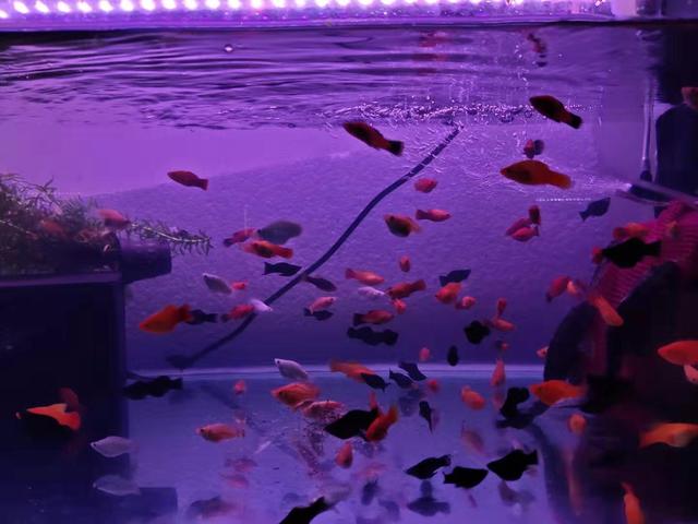 新鱼有鳃病怎么办,新鱼有了应激反应怎么办