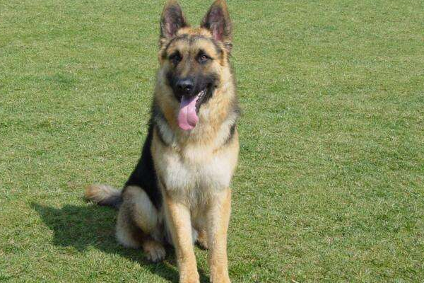 狗狗突然抽搐是什么原因,狗狗间歇抽搐的原因和治疗方法