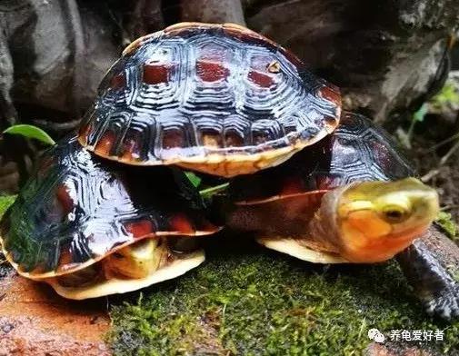 为什么草龟打架互咬,蛋龟打架互咬