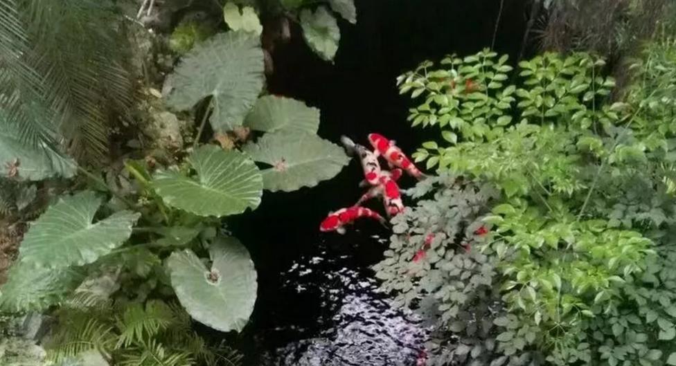 平!安!夜!关于硝化细菌最详细的贴子,需要你来点赞!