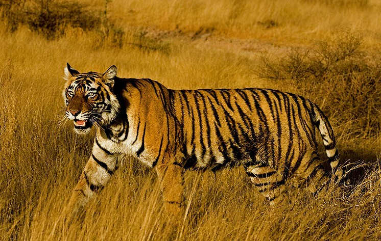 世界上有没有老鼠和老虎的故事,猫和老鼠老鼠和老虎