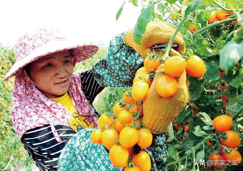 中国番茄第一村,番茄第一村