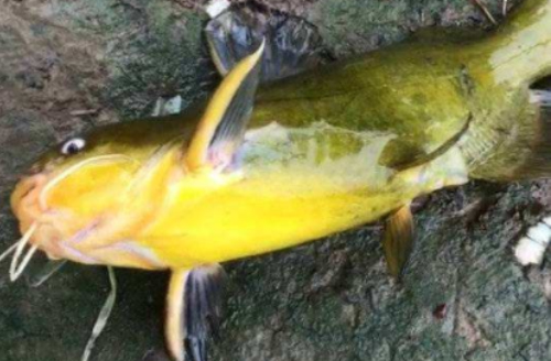 黄颡鱼用几号钩最好,黄颡鱼怎么打饵