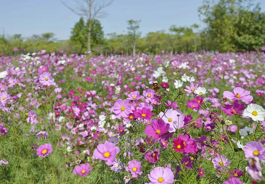 惠阳有多大,惠阳有多少镇