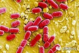 学科教学生物真题,生物教学中各种模型