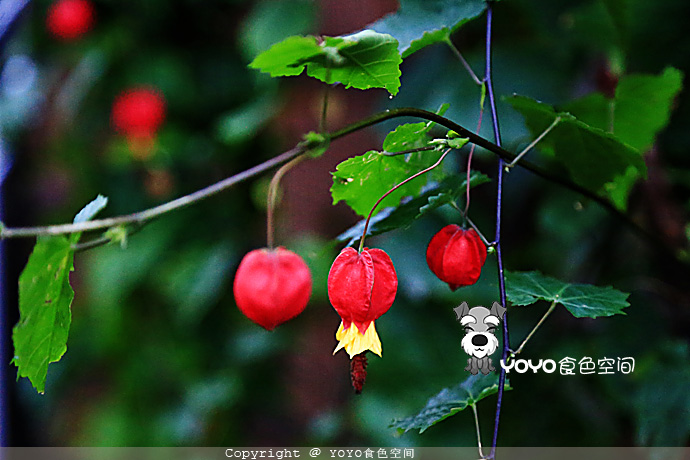 寻味青花鱼，探访「鲭街道」的起点：小浜
