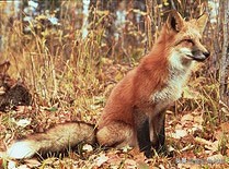 施华洛世奇望远镜最顶级第一款,施华洛世奇的望远镜为什么这么贵