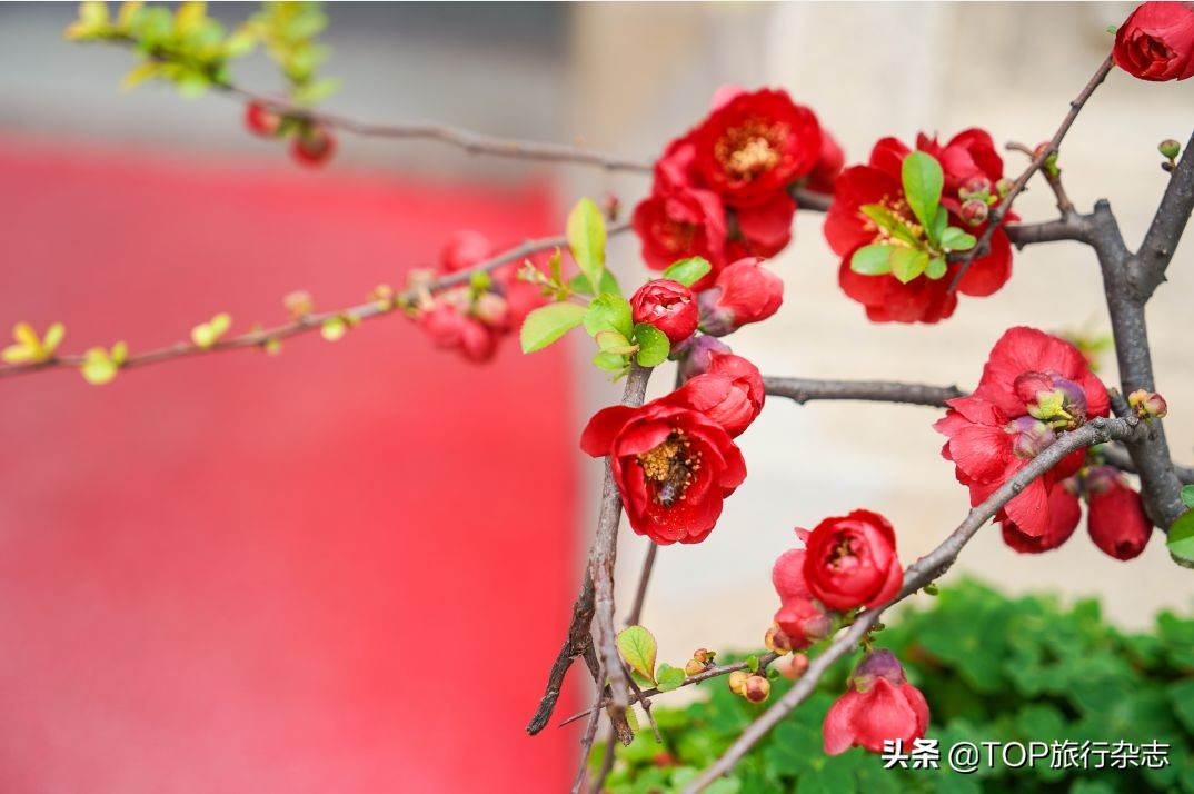 武汉啊武汉歌词,武汉啊武汉歌曲作者