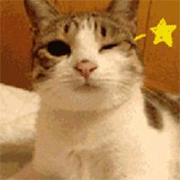 登革热可以传染给宠物吗,登革热蚊子能活多久